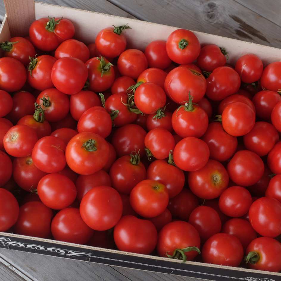 la-bo-te-graines-glacier-graines-tomate-bio-pr-coce-pot image 5