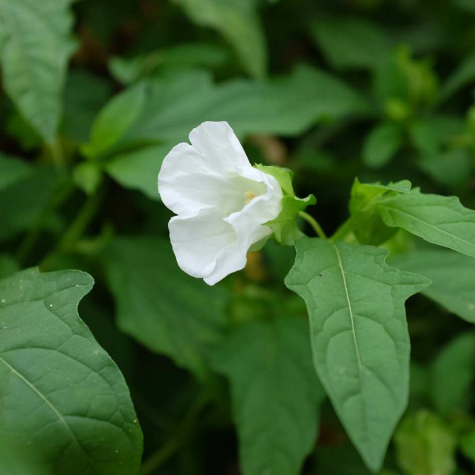 la-bo-te-graines-graines-fleurs-nicandra-physaloides-alba-bio-blanche image 1