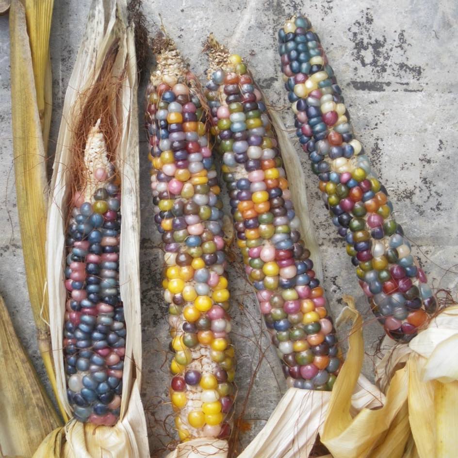 la-bo-te-graines-graines-l-gumes-ma-s-glass-gem-bio image 1