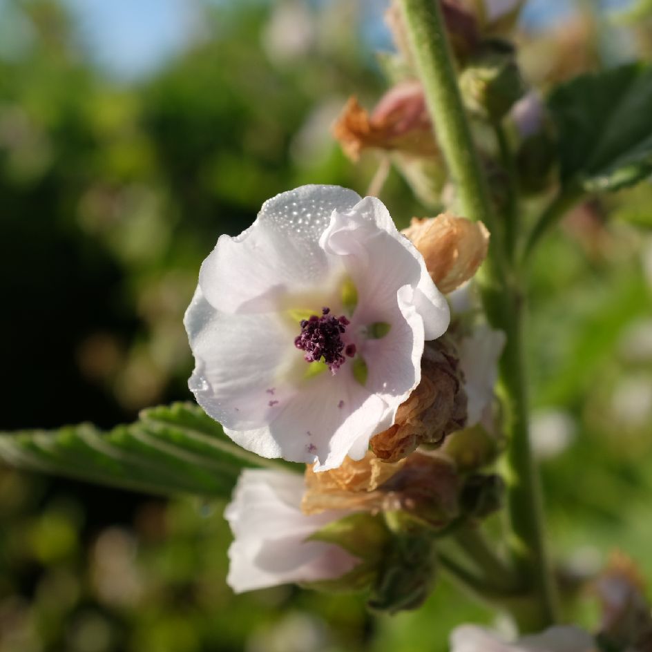 la-bo-te-graines-guimauve-officinale-graines-bio-vivace image 4