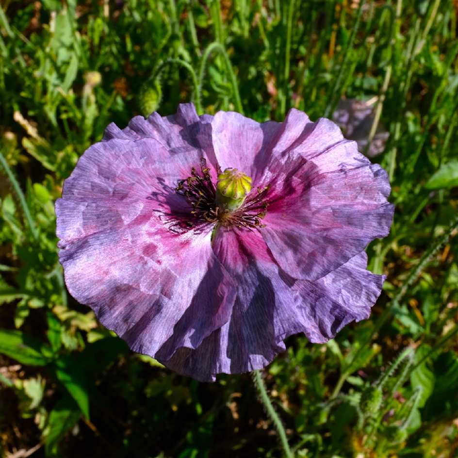 la-bo-te-graines-coquelicot-amazing-grey-graines-fleurs-gris image 3