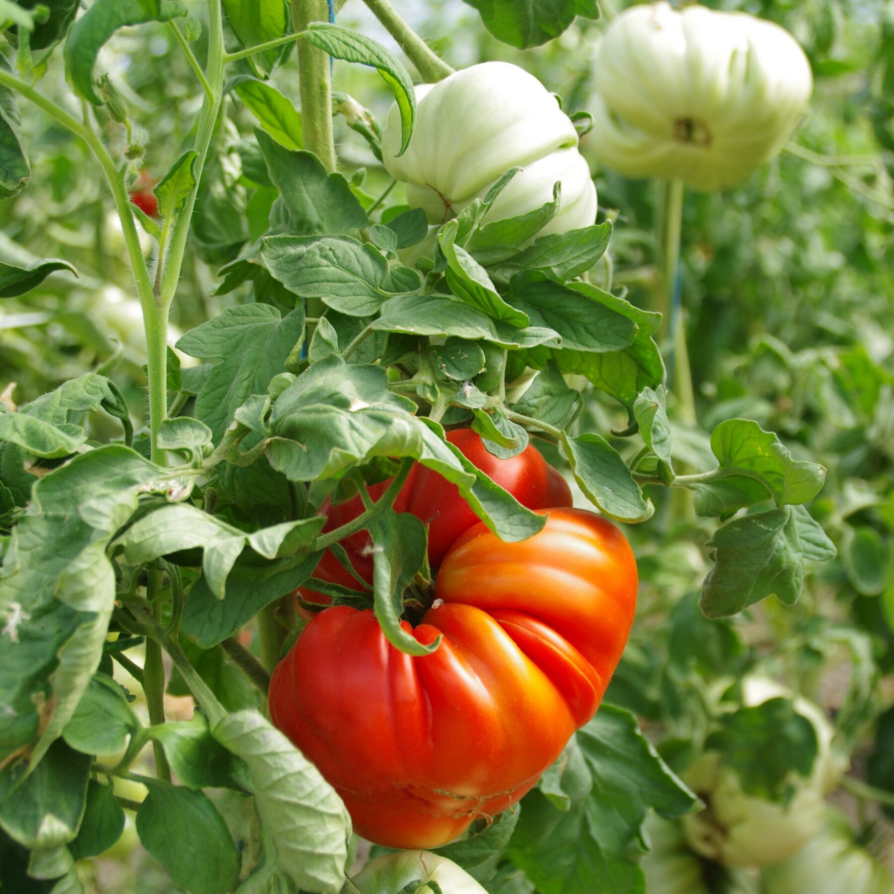 les-semences-de-l-ombelle-tomate-grosse-de-tr-laz-graines-bio image 1