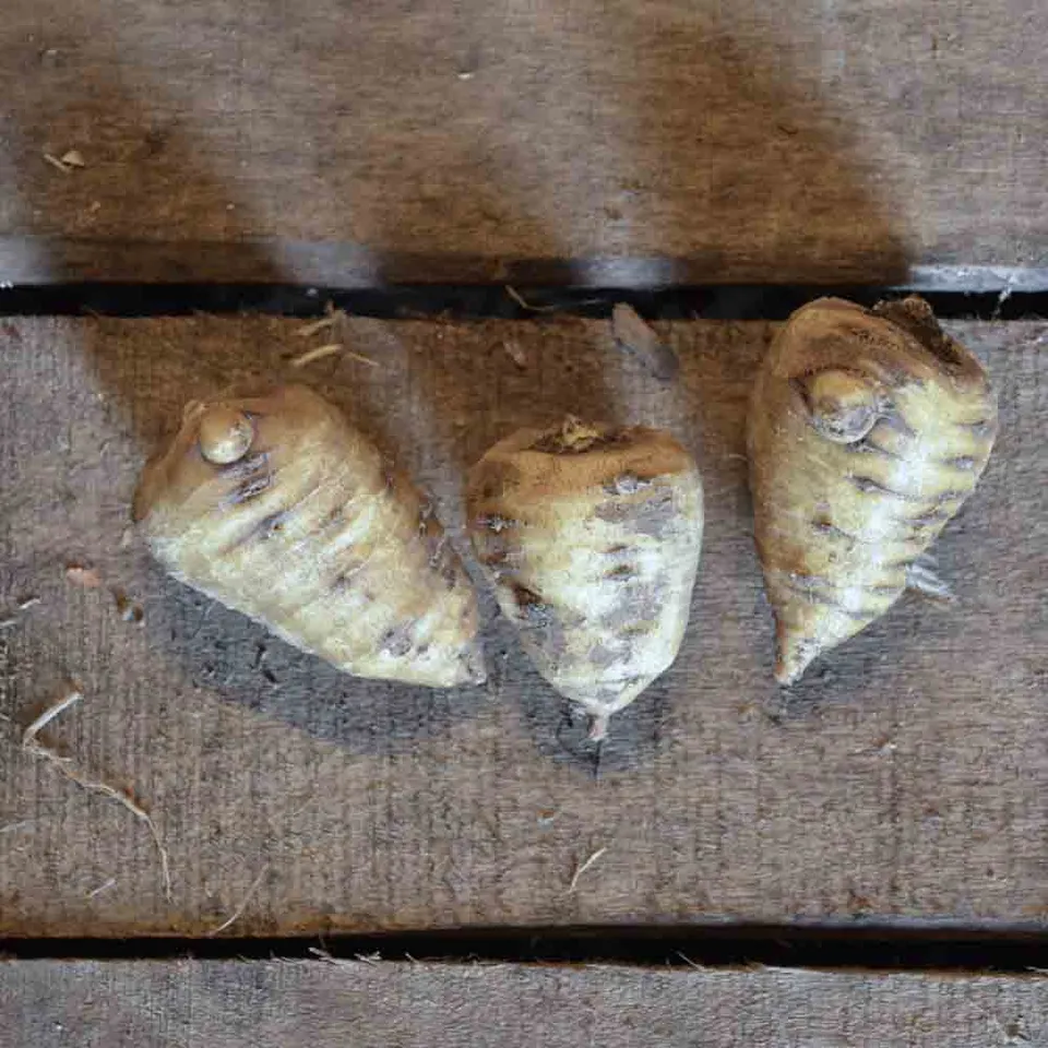 ferme-de-sainte-marthe-cerfeuil-tub-reux-graines-l-gume-racine-bio image 1