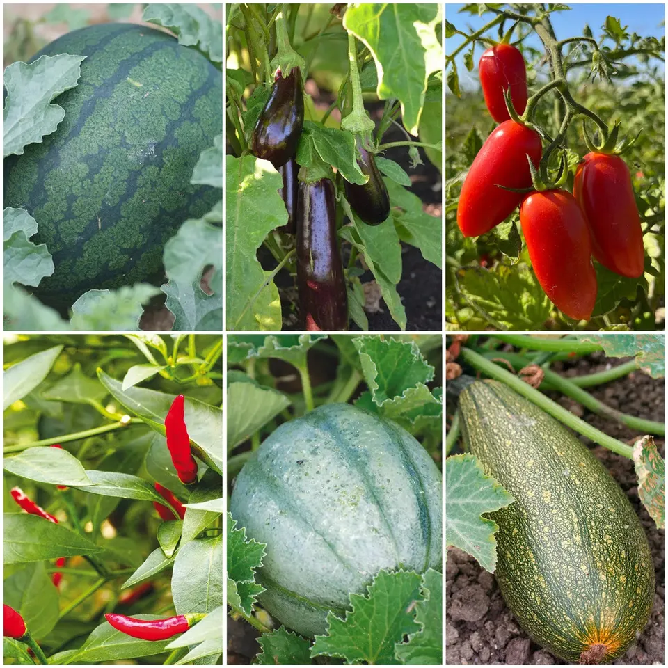 ferme-de-sainte-marthe-saveurs-m-diterran-ennes-plants-collection image 1