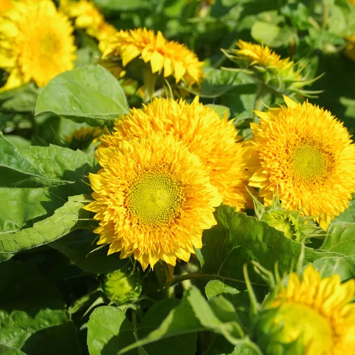 les-semences-de-l-ombelle-tournesol-ours-en-peluche-bio-graines image 1