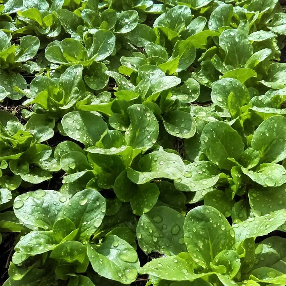 la-bo-te-graines-graines-l-gumes-m-che-vit-graines-bio-productive image 1