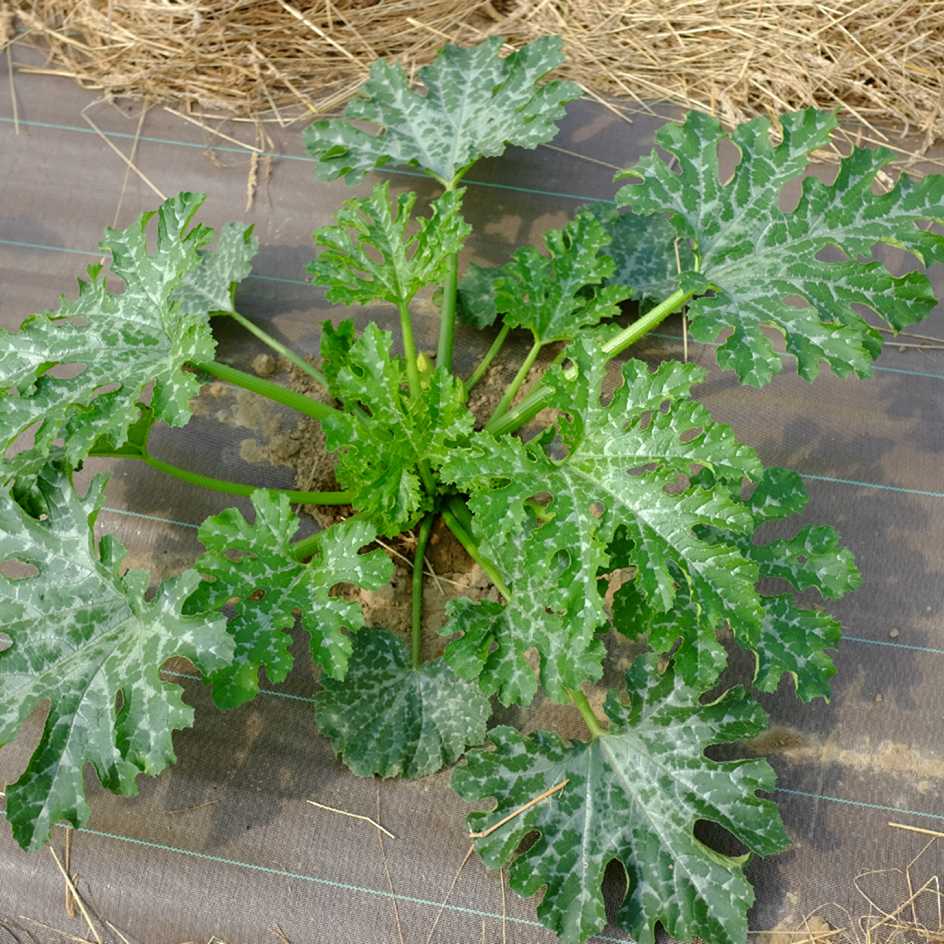 la-bo-te-graines-courgette-nimba-bio-graines-vert-clair-stri image 5
