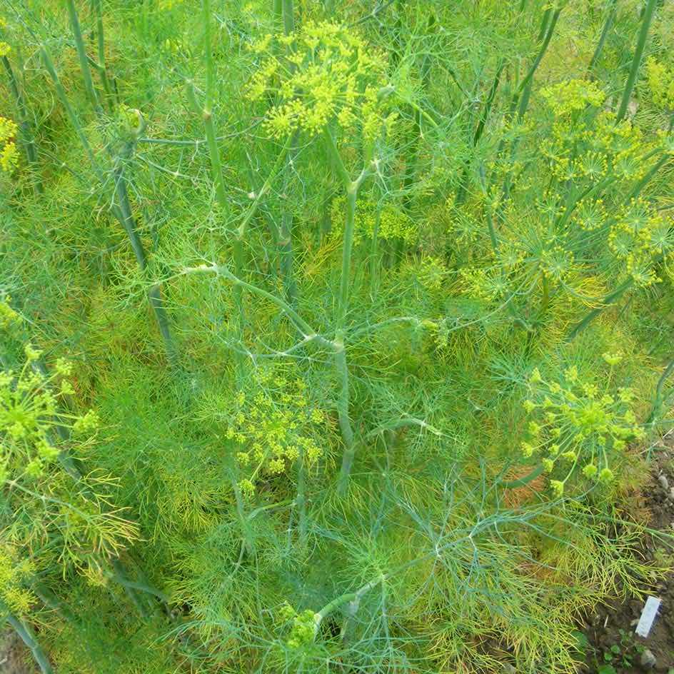 la-bo-te-graines-aneth-graines-aromatiques-bio-condiment image 2