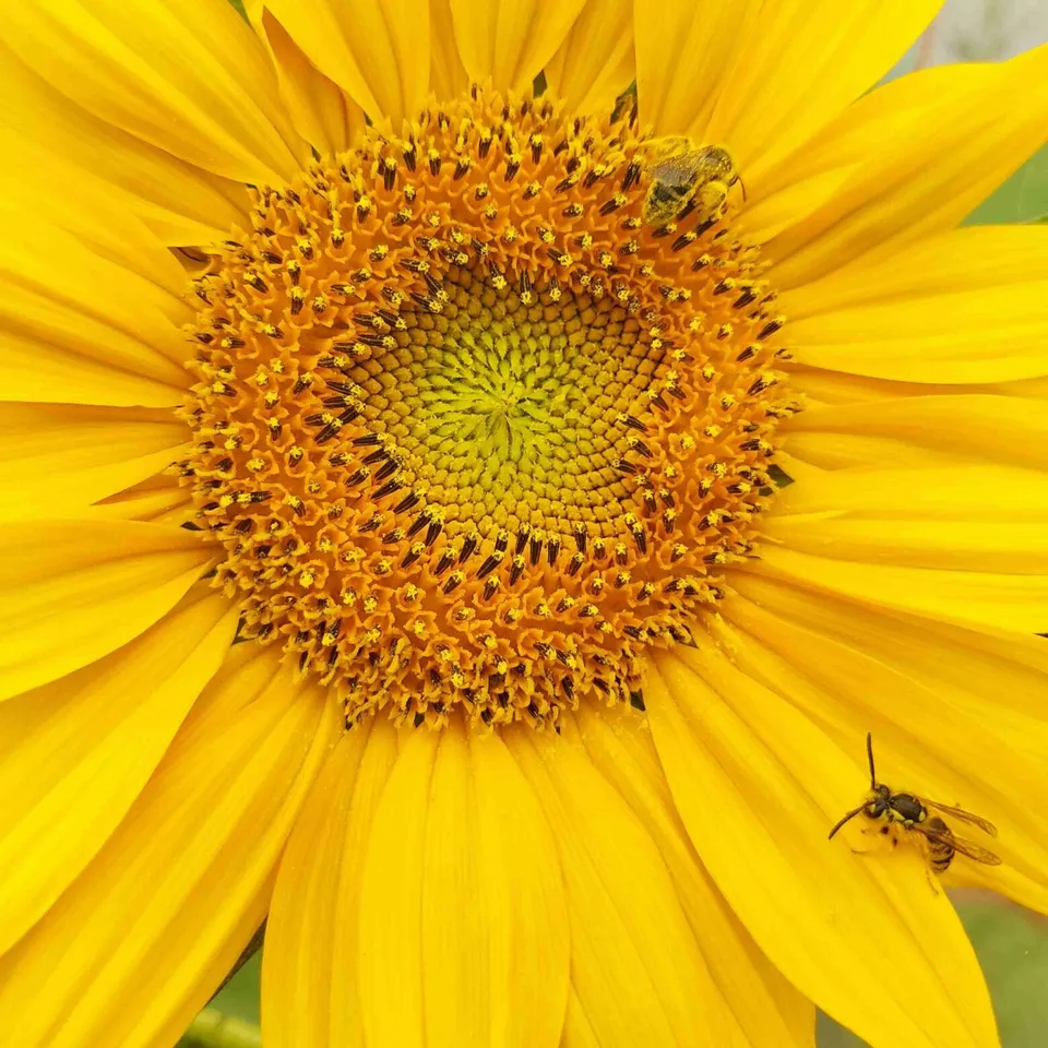 les-semences-de-l-ombelle-tournesol-fleur-jaune-bio-graines-fleurs image 1