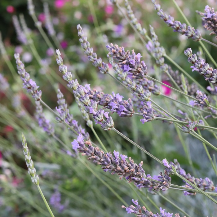 les-semences-de-l-ombelle-lavande-officinale-bio-graines-aromatiques image 2