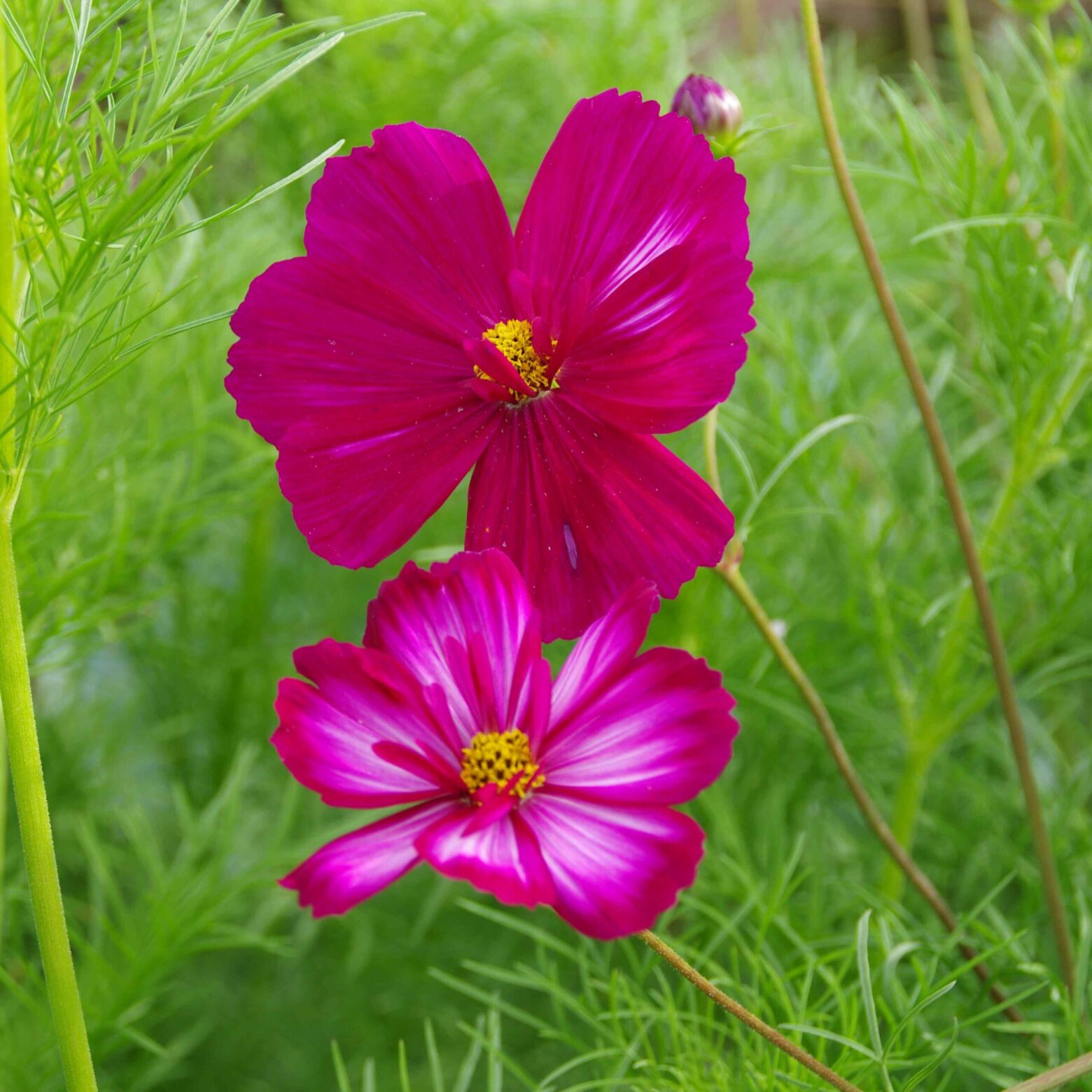 les-semences-de-l-ombelle-cosmos-picot-e-graines-fleurs-bio image 4