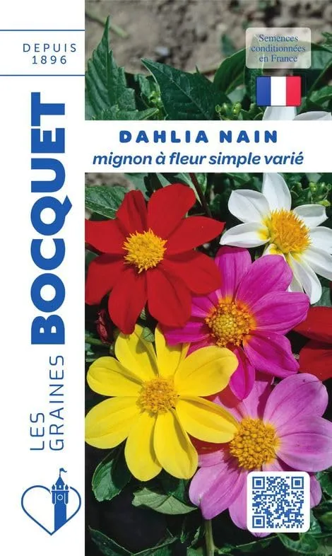 graines-bocquet-dahlia-nain-mignon-vari-graines-fleurs-1-g image 1