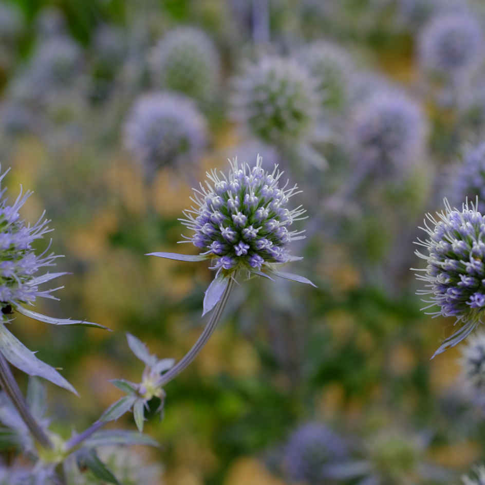 la-bo-te-graines-panicaut-plane-graines-fleurs-bio-bleue image 3