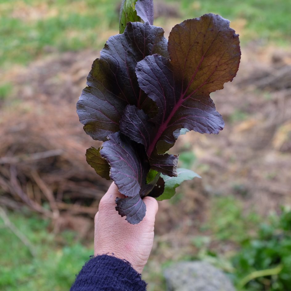 la-bo-te-graines-mizuna-vibrant-ultraviolet-graines-bio-mesclun image 1