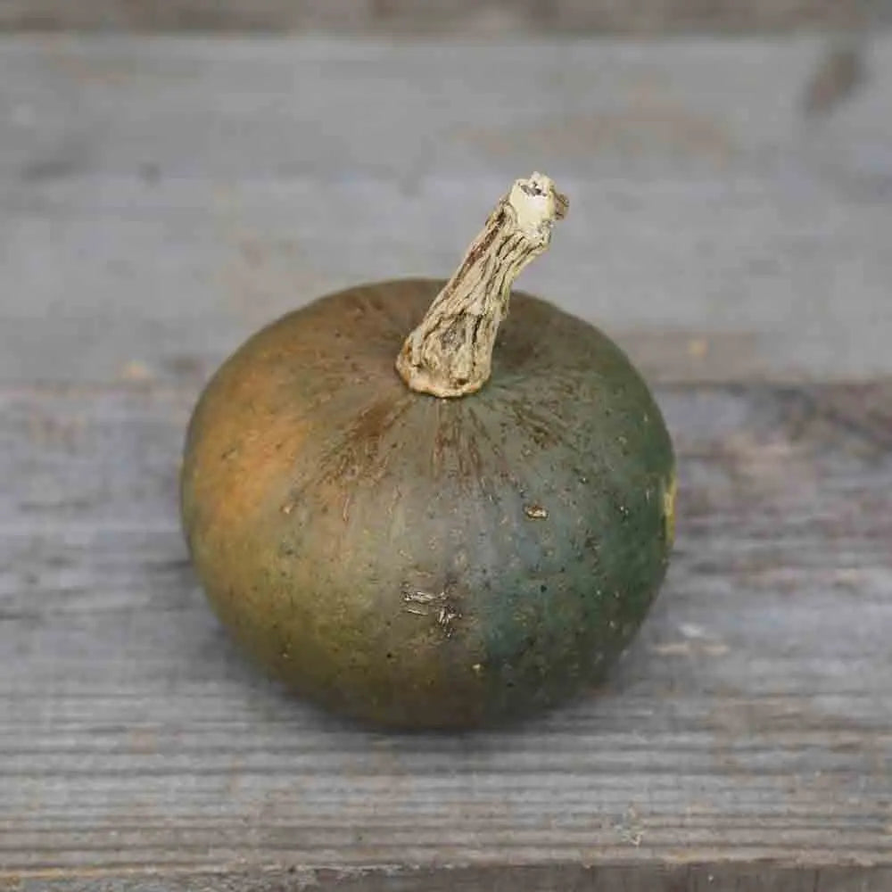 ferme-de-sainte-marthe-graines-potiron-vert-olive-sachet-bio image 1