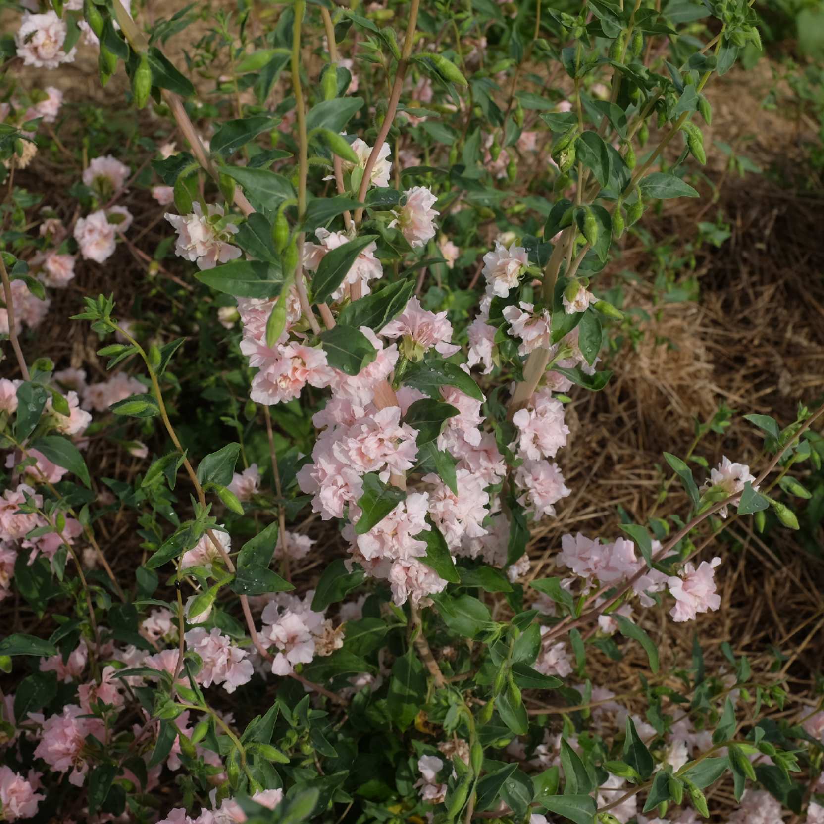 la-bo-te-graines-clarkia-appleblossom-graines-fleurs-bio-rose image 3