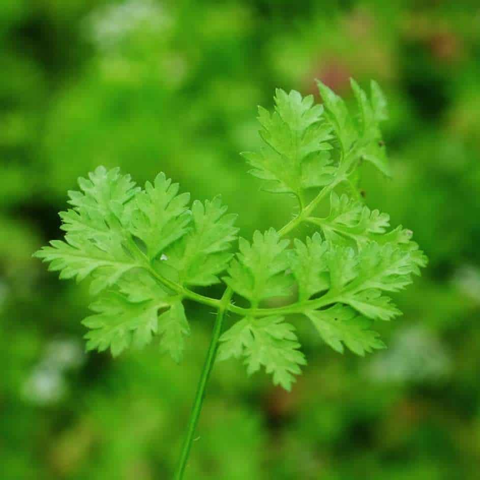 la-bo-te-graines-cerfeuil-commun-bio-graines-aromatiques-anis image 2