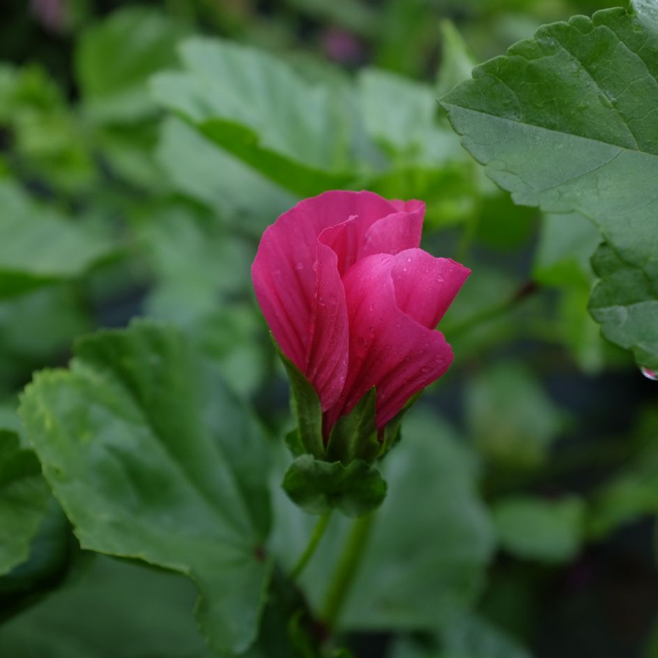 la-bo-te-graines-malope-trifida-vulcan-bio-graines-magenta image 3