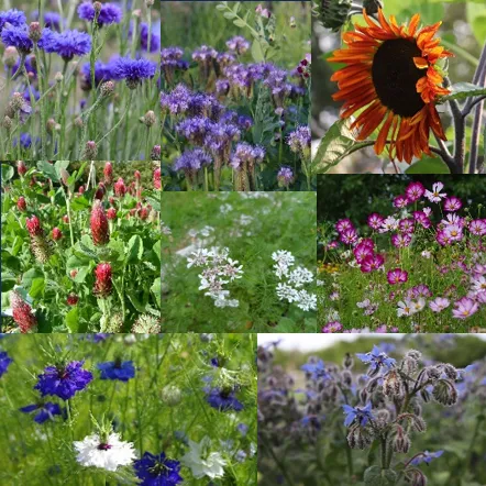 les-semences-de-l-ombelle-m-lange-de-fleurs-mellif-res-graines-bio image 1