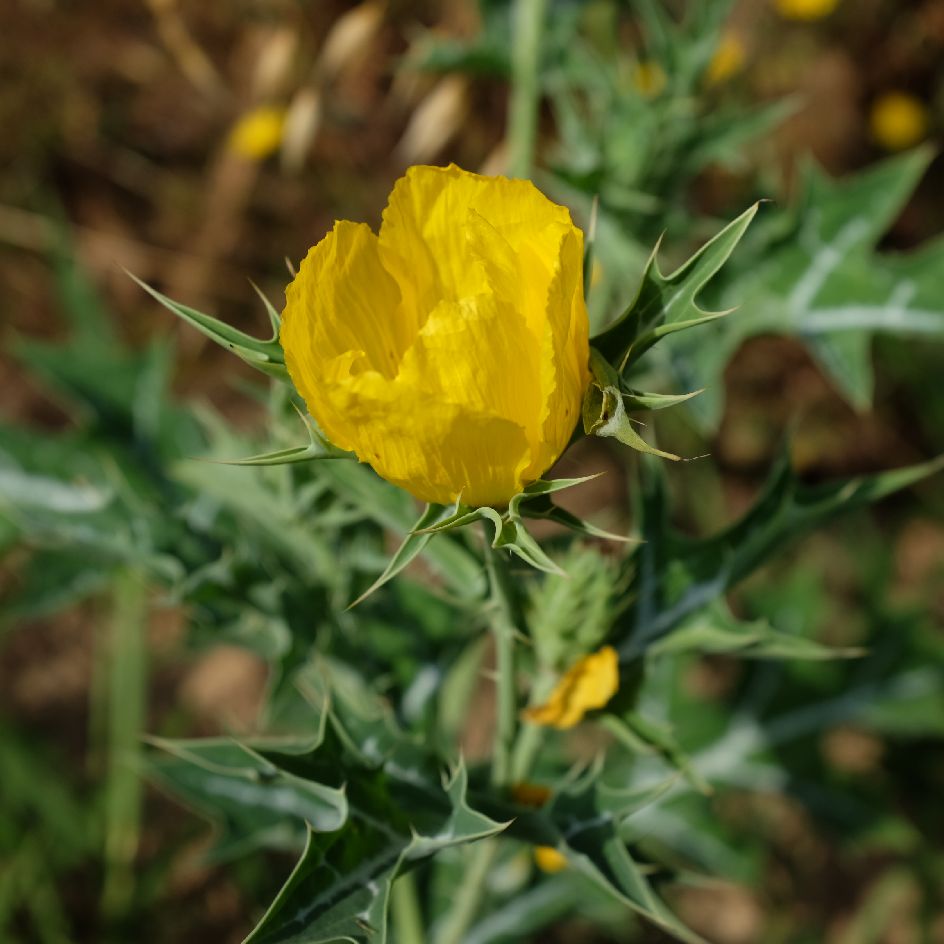 la-bo-te-graines-argemone-mexicaine-graines-fleurs-bio image 3