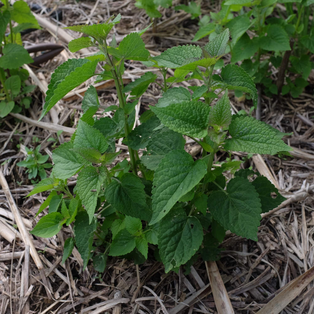 la-bo-te-graines-agastache-foeniculum-bio-graines-aromatiques image 4