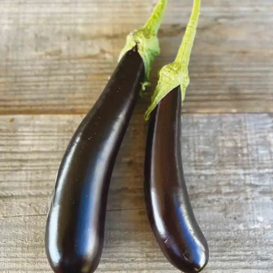 ferme-de-sainte-marthe-barbentane-graines-aubergine-bio-sachet image 1