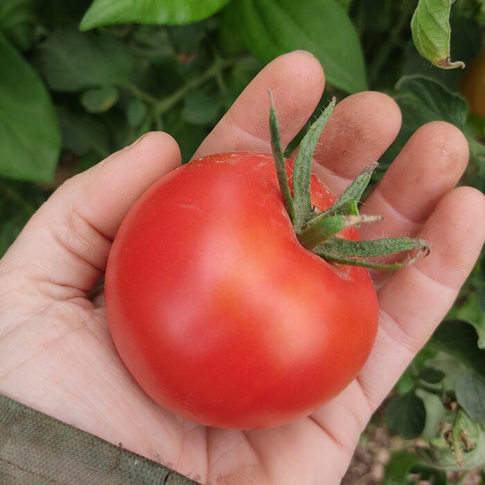 les-semences-de-l-ombelle-tomate-saint-pierre-graines-bio image 2
