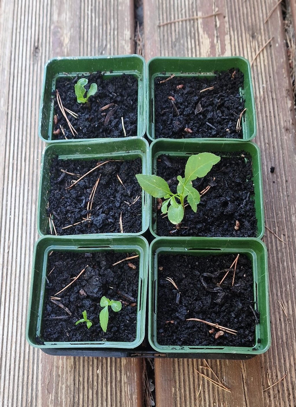 Bonne germination