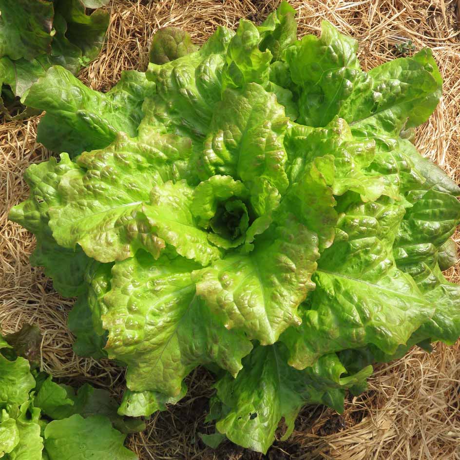 la-bo-te-graines-graines-l-gumes-laitue-saint-antoine-bio-pomm-e image 1
