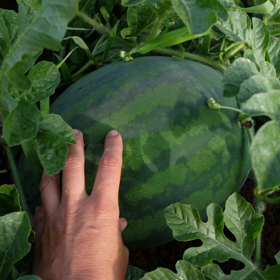 la-bo-te-graines-graines-l-gumes-past-que-congo-bio image 2