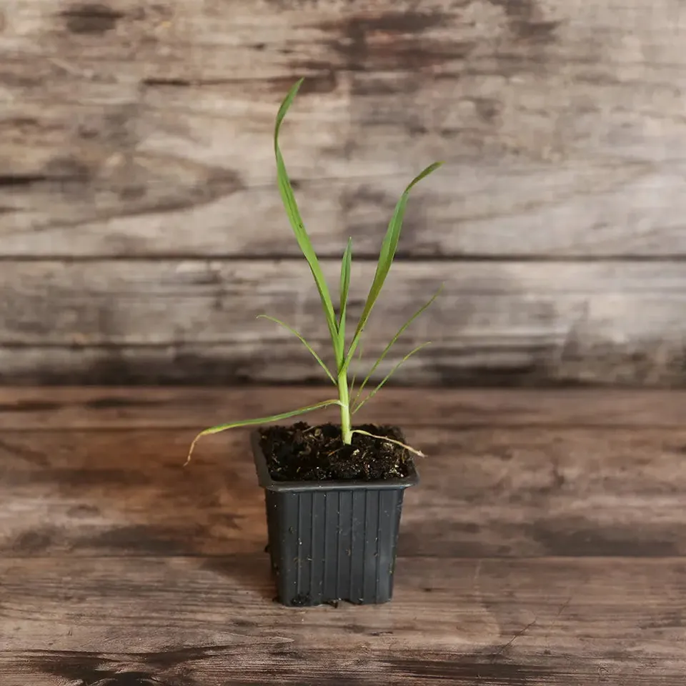 ferme-de-sainte-marthe-ail-rocambole-plant-bio-vivace-perp-tuelle image 1