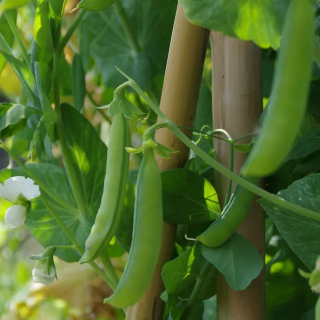 les-semences-de-l-ombelle-pois-pr-coce-de-mai-graines-rame-bio image 1