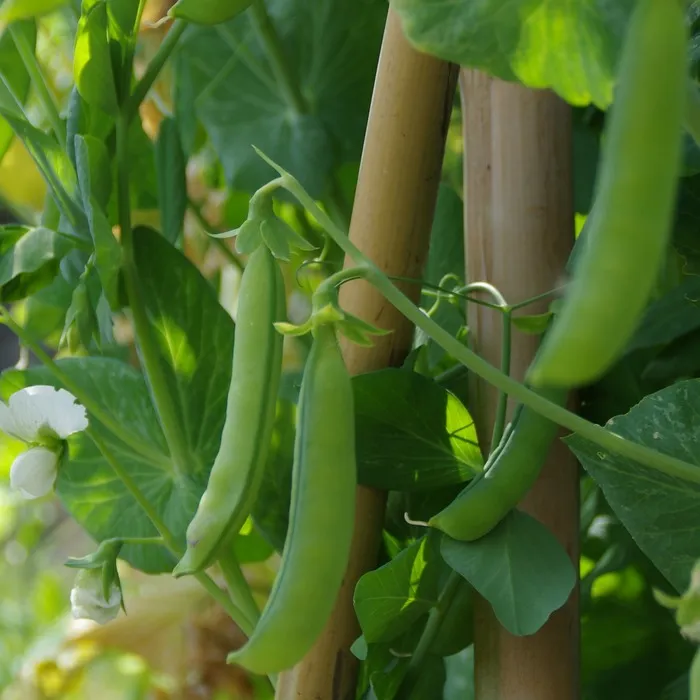 les-semences-de-l-ombelle-pois-pr-coce-de-mai-graines-rame-bio image 1