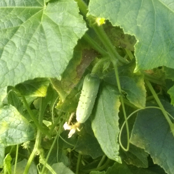 les-semences-de-l-ombelle-cornichon-fin-de-meaux-graines-bio image 1