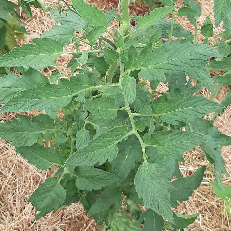 la-bo-te-graines-tomate-savignac-graines-l-gumes-bio-rose image 2