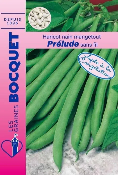 graines-bocquet-pr-lude-haricot-nain-mangetout-100-g-pr-coce image 1