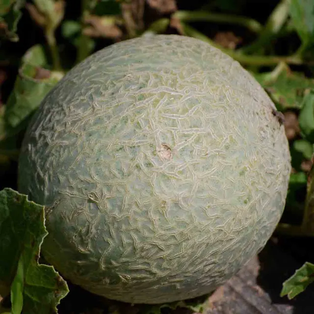 ferme-de-sainte-marthe-melon-sucrin-de-tours-graines-bio-sucr image 1