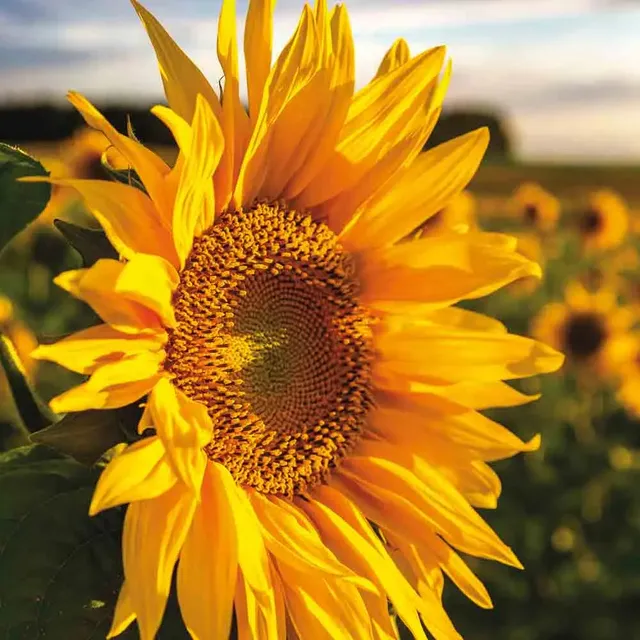 ferme-de-sainte-marthe-tournesol-graines-de-fleurs-bio-50-g image 1