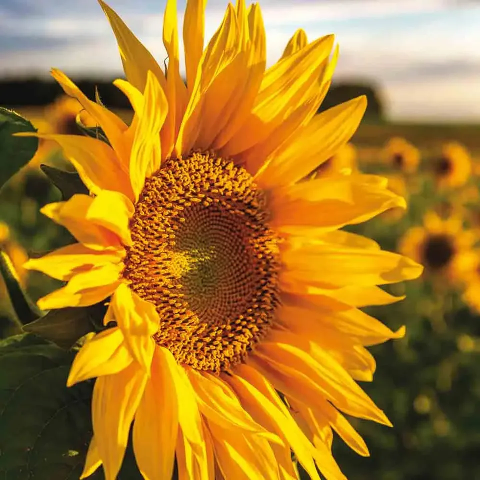 ferme-de-sainte-marthe-tournesol-graines-de-fleurs-bio-50-g image 1