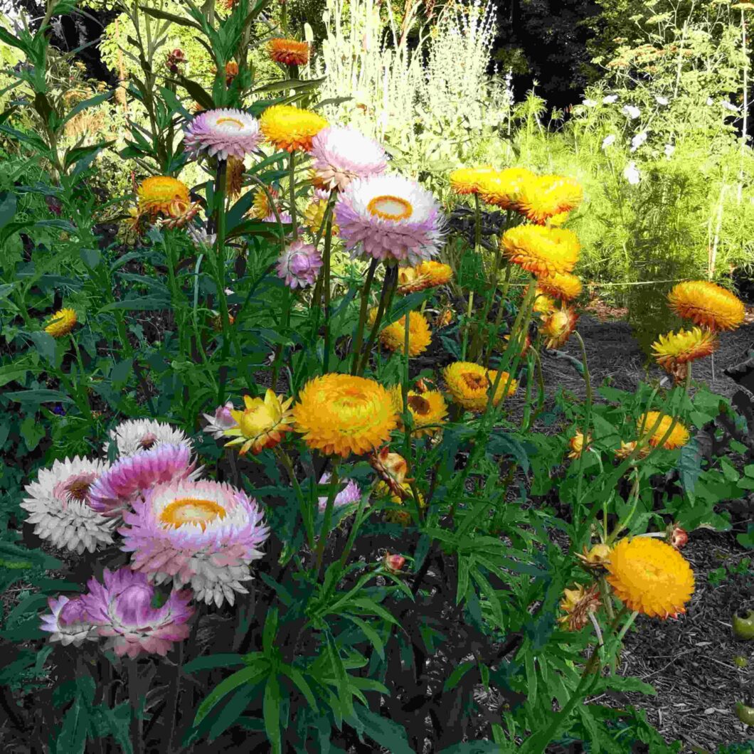 les-semences-de-l-ombelle-immortelle-bract-es-m-lange-graines-bio image 2