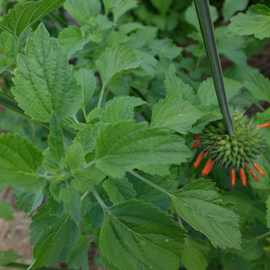 la-bo-te-graines-leonotis-nepetifolia-bio-graines-fleurs-orange image 4