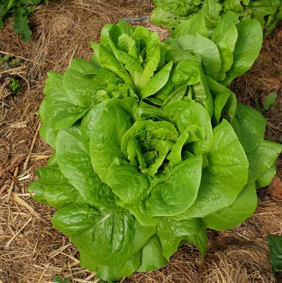 la-bo-te-graines-laitue-romaine-chicon-des-charentes-bio image 2