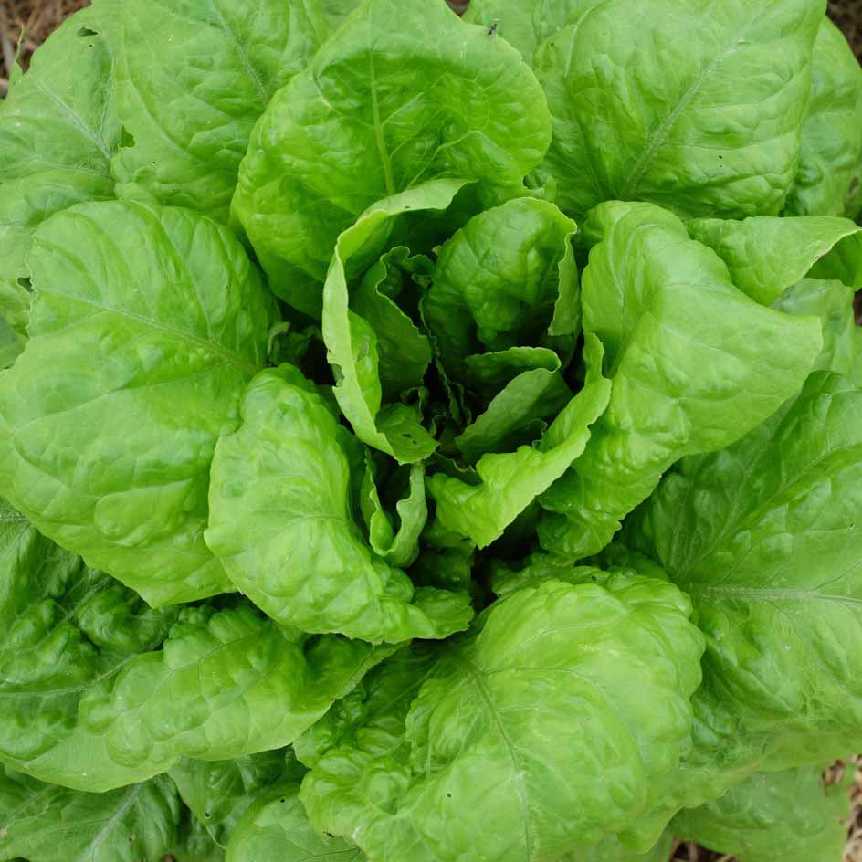 la-bo-te-graines-laitue-romaine-chicon-des-charentes-bio image 1