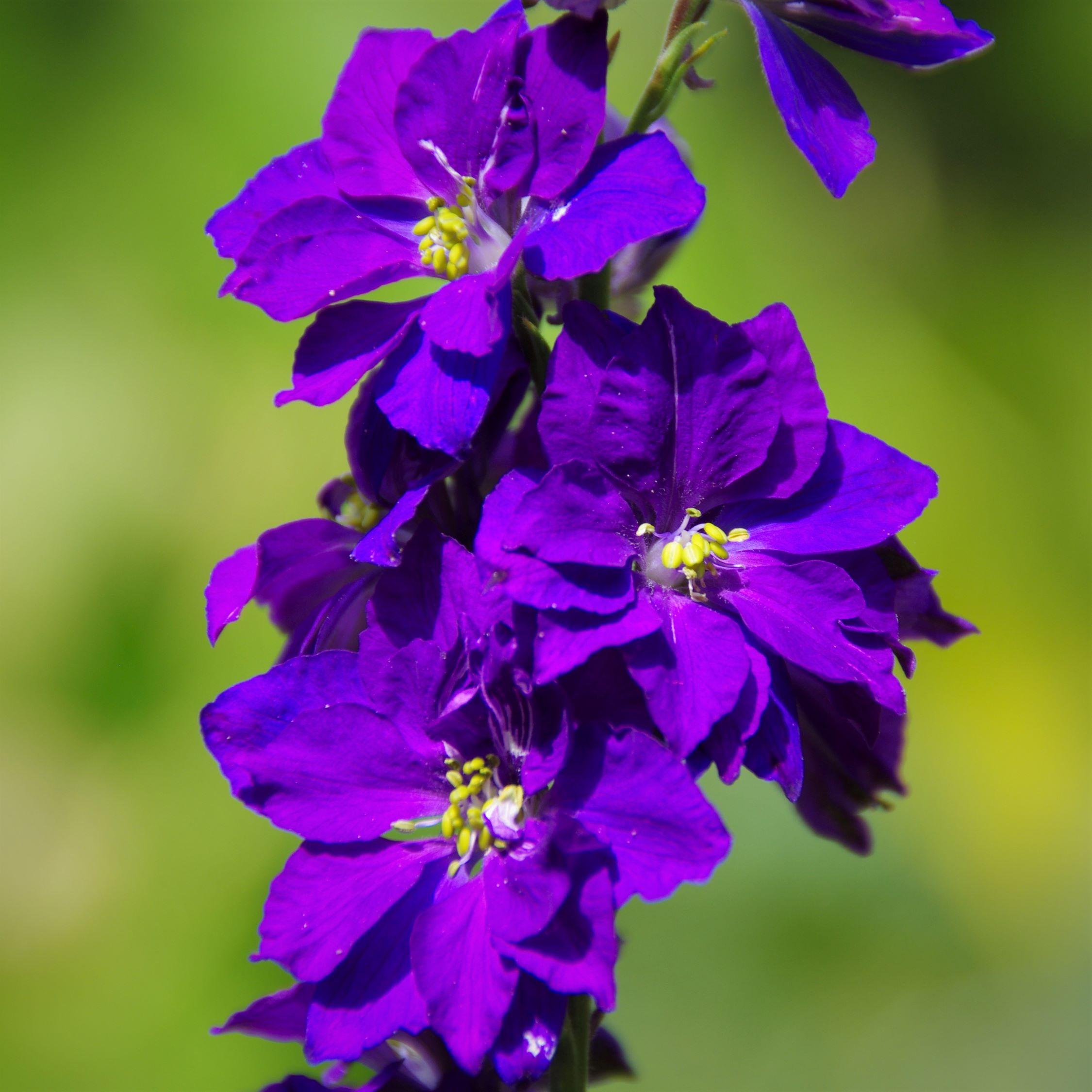 les-semences-de-l-ombelle-pied-d-alouette-bleu-bio-graines-fleurs image 3