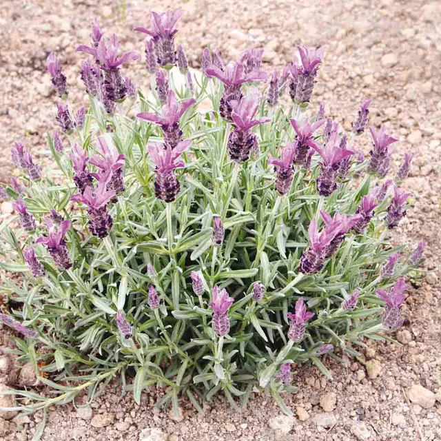 ferme-ste-marthe-lavande-papillon-graines-fleurs-mauve-bio image 1