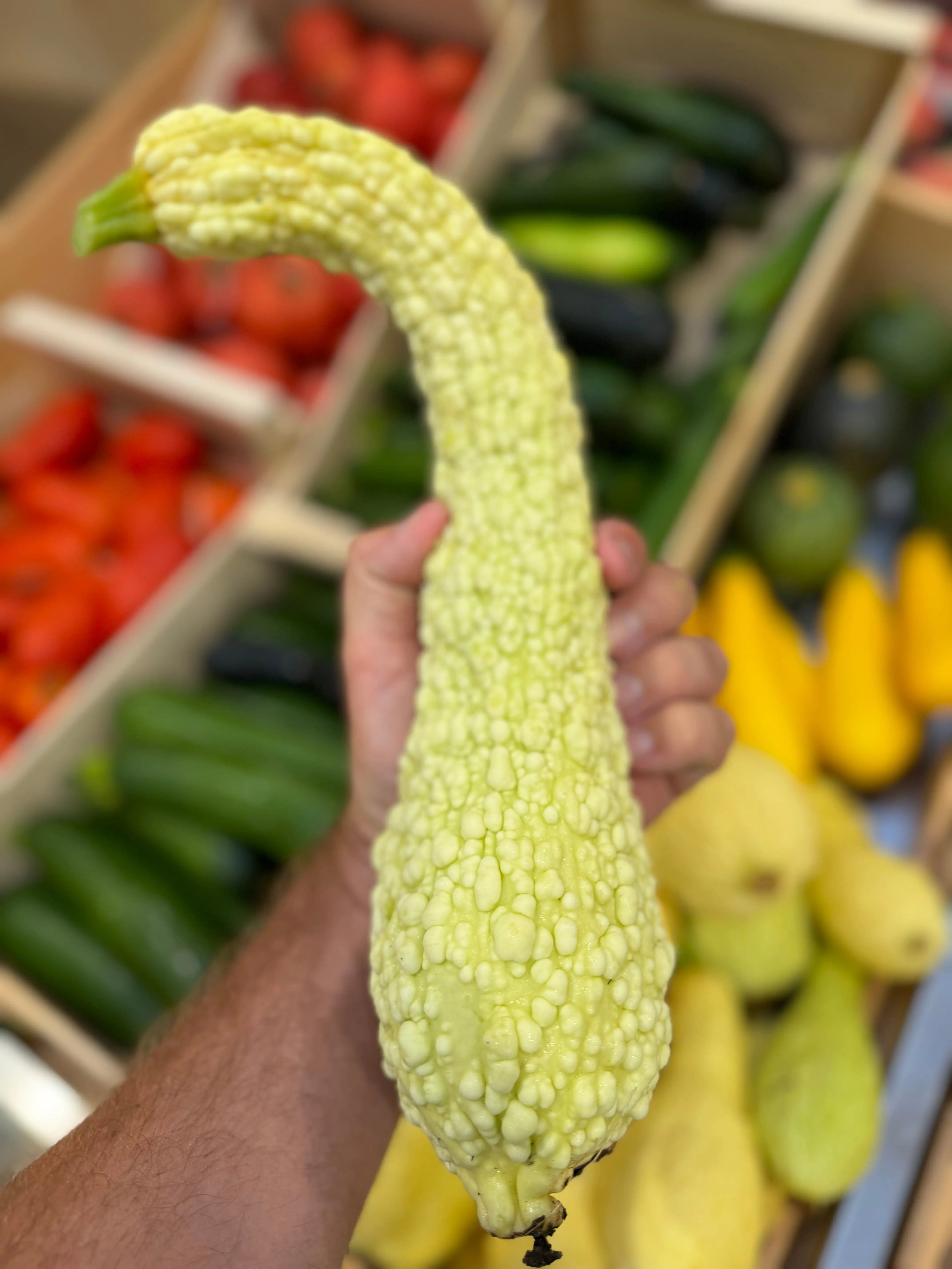 ferme-sainte-marthe-pop-corn-graines-courgette-bio-rugosa image 4