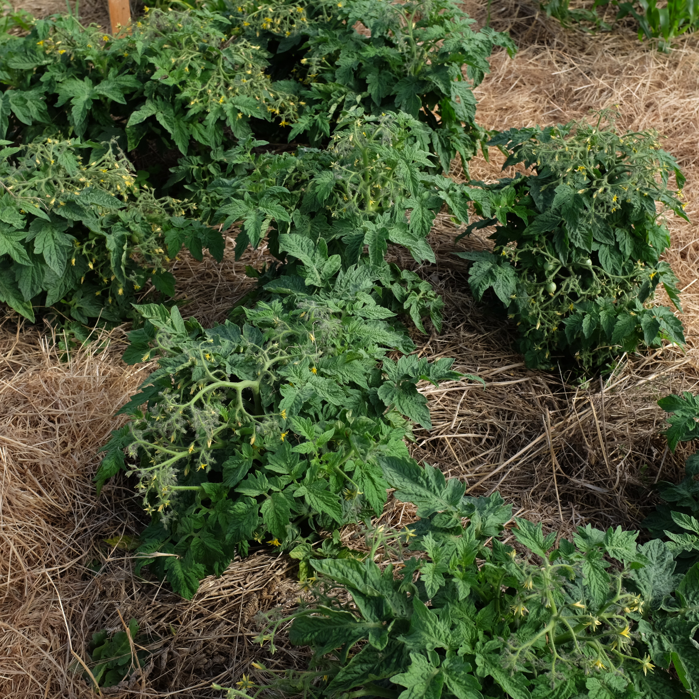 la-bo-te-graines-tomate-geranium-kiss-bio-graines-pot image 4