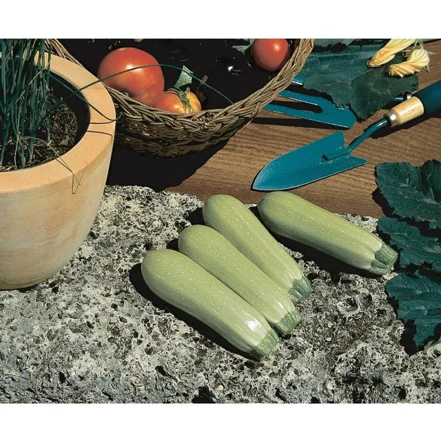 graines-bocquet-courge-blanche-lor-a-f1-graines-potag-res-2-g-mildiou image 1