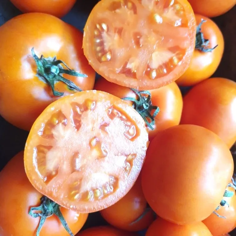 les-semences-de-l-ombelle-tomate-carotina-graines-bio-orange image 1
