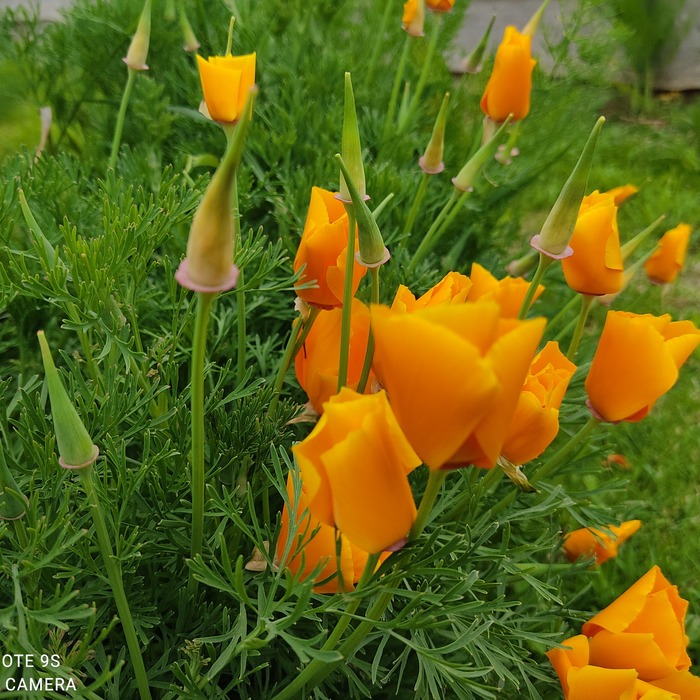 les-semences-de-l-ombelle-pavot-de-californie-orange-graines-bio image 2